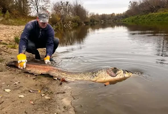 Sum-gigant z Bugu złowiony ponownie. W rok urósł 12 cm!