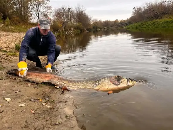 Sum-gigant z Bugu złowiony ponownie. W rok urósł 12 cm!