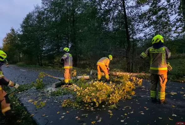 Powalone drzewo w Dębowcu — interwencja OSP Urszulin
